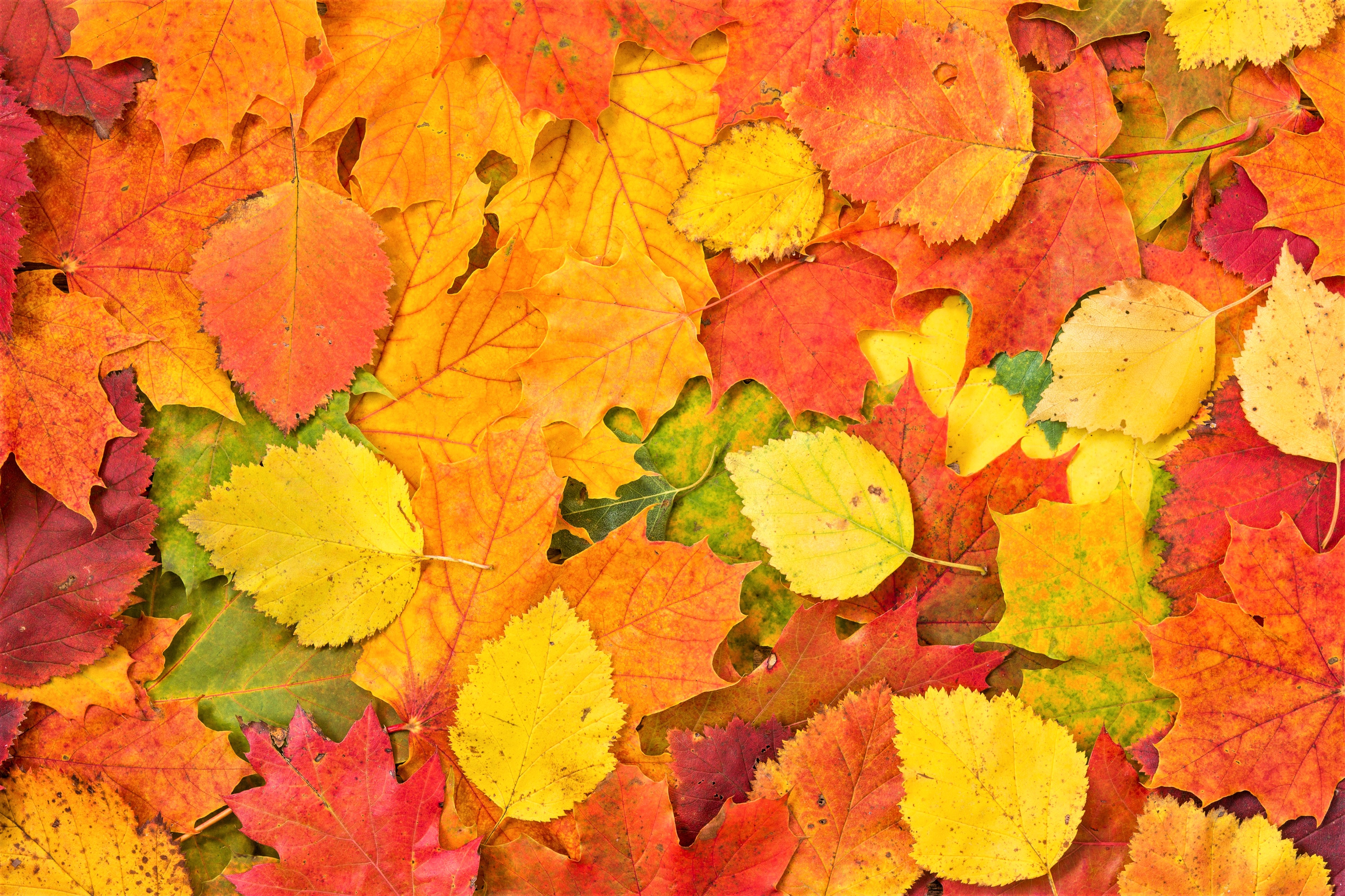 Autumn Leaves 4k Ultra HD Wallpaper | Background Image | 3888x2592
