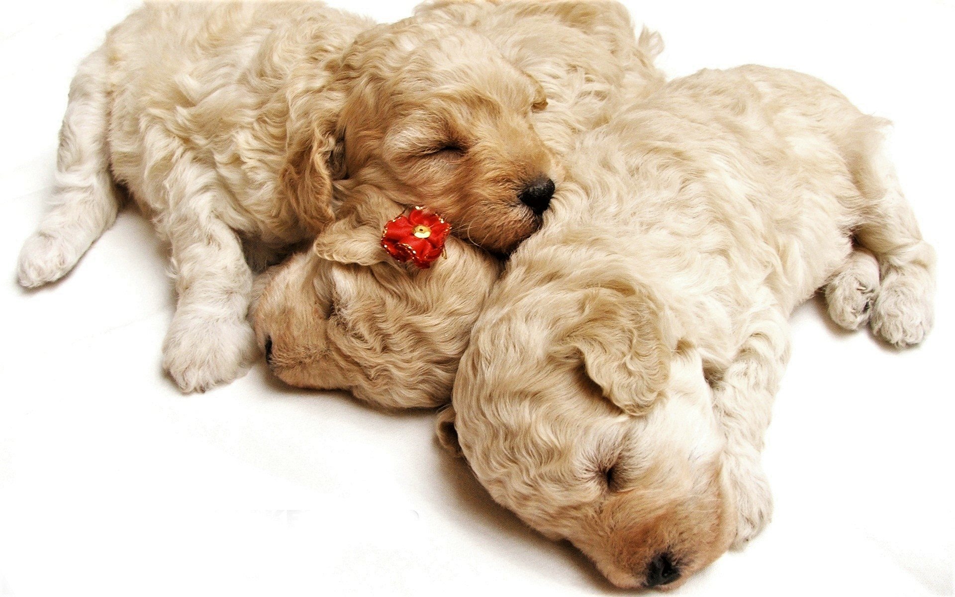 Download Baby Animal Sleeping Cute Dog Animal Puppy HD Wallpaper, image size:1920x1200