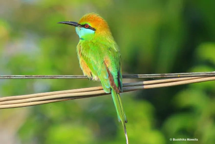 colorful Green bee-eater bird Animal bee-eater HD Desktop Wallpaper | Background Image