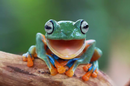 Close-up of a colorful frog perched on a branch, captured in vibrant 4K Ultra HD, showcasing the amphibian's detailed features against a blurred natural background.