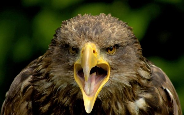 Animal Golden Eagle Birds Eagles Bird Eagle Bird Of Prey HD Wallpaper | Background Image