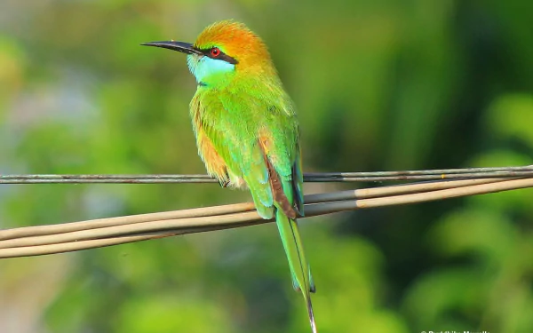 colorful Green bee-eater bird Animal bee-eater HD Desktop Wallpaper | Background Image
