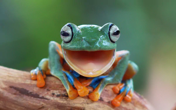Close-up of a colorful frog perched on a branch, captured in vibrant 4K Ultra HD, showcasing the amphibian's detailed features against a blurred natural background.