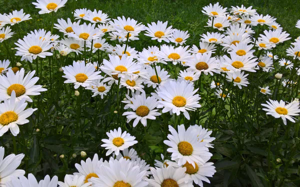 HD desktop wallpaper of a vibrant field of white chamomile flowers with yellow centers, showcasing nature’s beauty in full bloom.