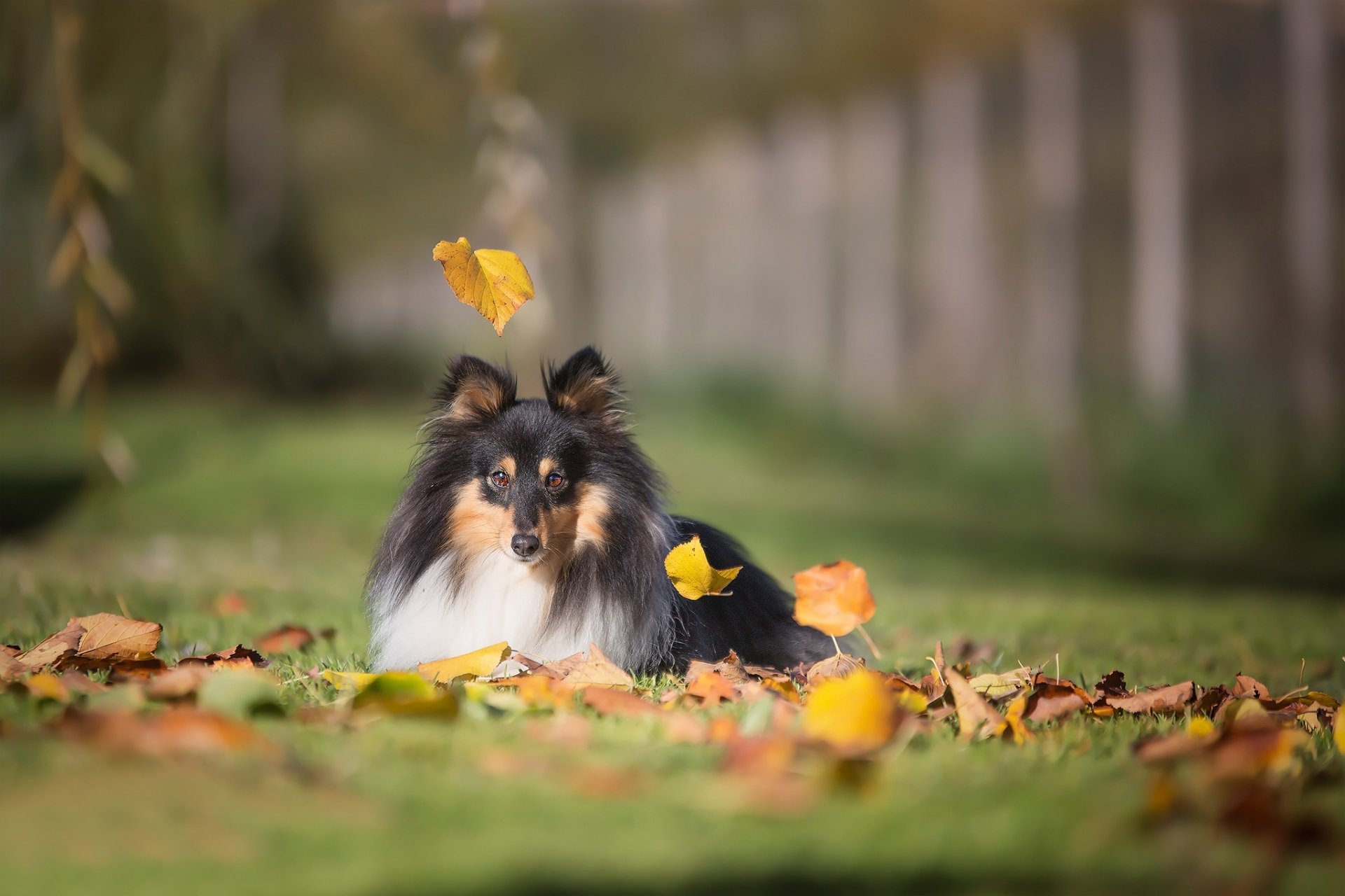 A Shetland Sheepdog lies on grass scattered with autumn leaves, captured with a shallow depth of field in this HD PC desktop wallpaper.