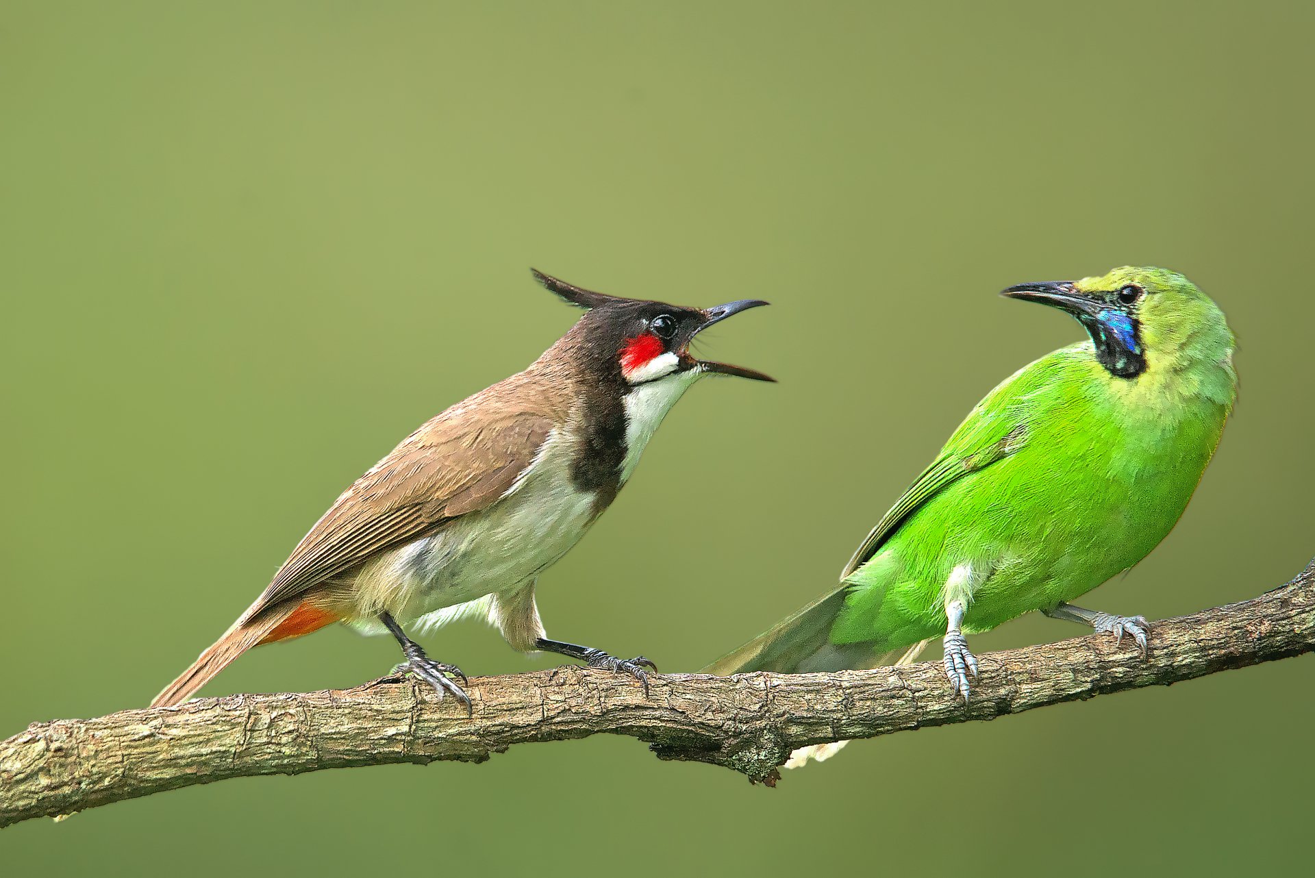 Download Red-whiskered Bulbul Branch Animal Bulbul 4k Ultra HD Wallpaper by Ravi Ramakrishnappa