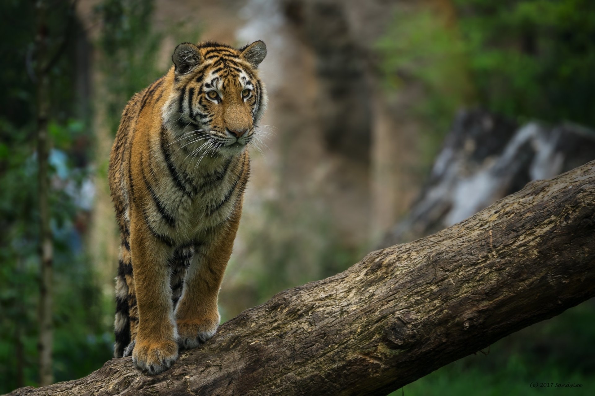 HD desktop wallpaper featuring a tiger in sharp focus with a blurred natural background, showcasing depth of field and the animal's striking presence.