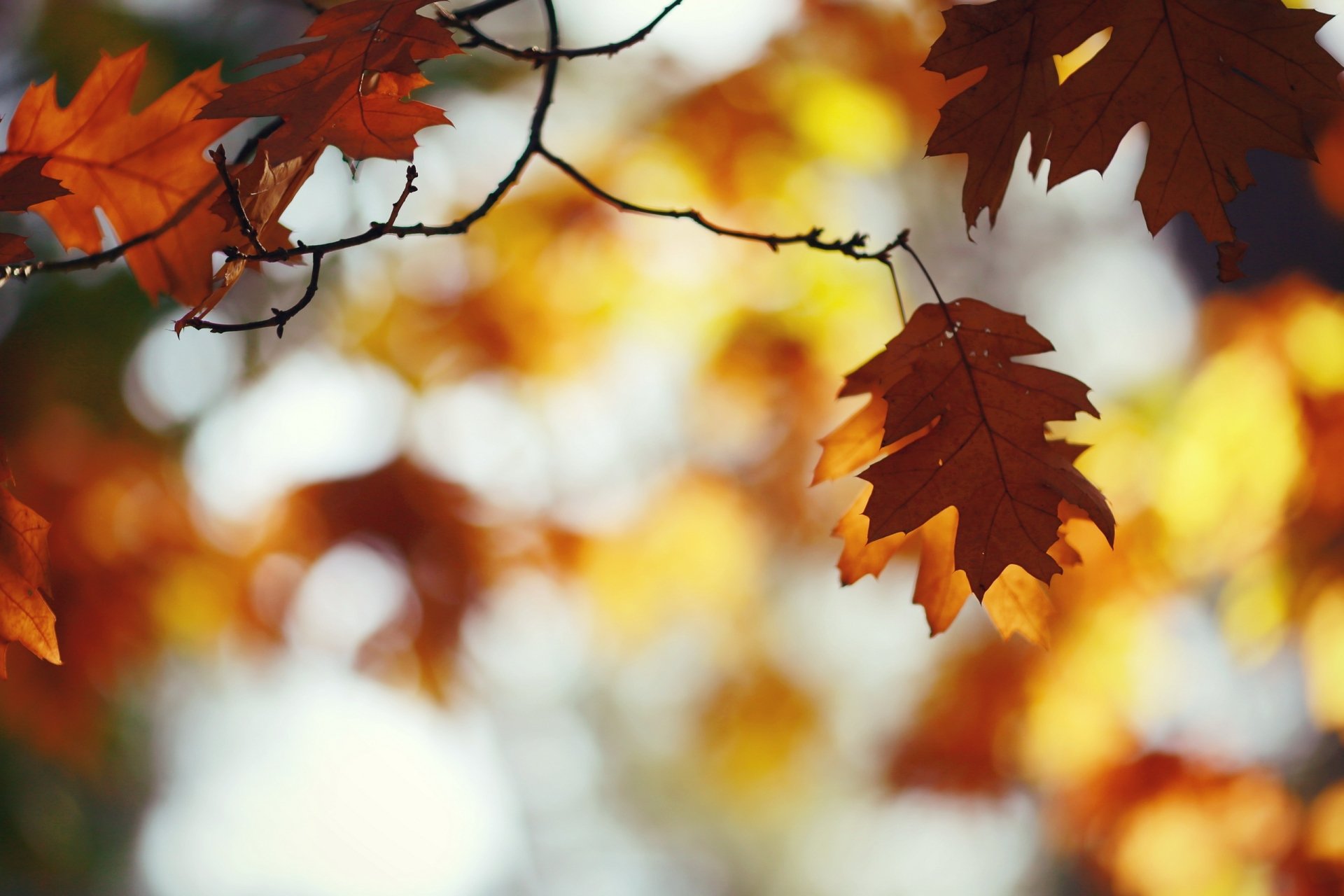 HD desktop wallpaper showing vibrant fall leaves with rich autumn colors, captured using depth of field to highlight nature's seasonal beauty.