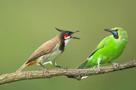 A vibrant red-whiskered bulbul and a bright green bulbul perch and interact on a branch against a soft green background, captured in 4K Ultra HD detail.