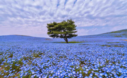 HD desktop wallpaper featuring a lone tree in a vast field of blue flowers under a cloud-filled sky, capturing the essence of nature's beauty.
