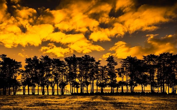 Earth Sunset Nature Cloud Tree Silhouette HD Wallpaper | Background Image