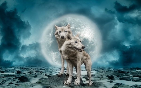 Animal Wolf Wolves Moon Manipulation Cloud Blue Eyes HD Wallpaper | Background Image