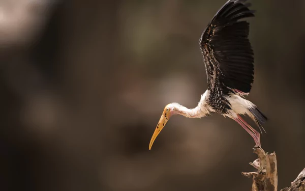  Painted Stork (Mycteria leucocephala)