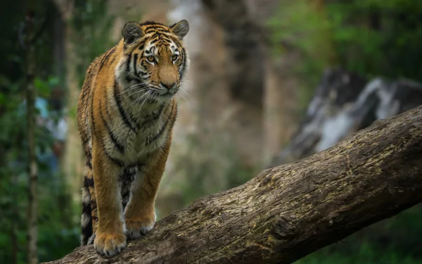 HD desktop wallpaper featuring a tiger in sharp focus with a blurred natural background, showcasing depth of field and the animal's striking presence.