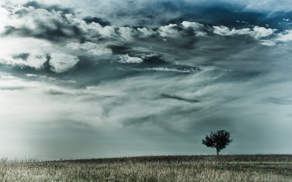 Earth Tree Trees Nature Lonely Tree Sky Cloud HD Wallpaper | Background Image