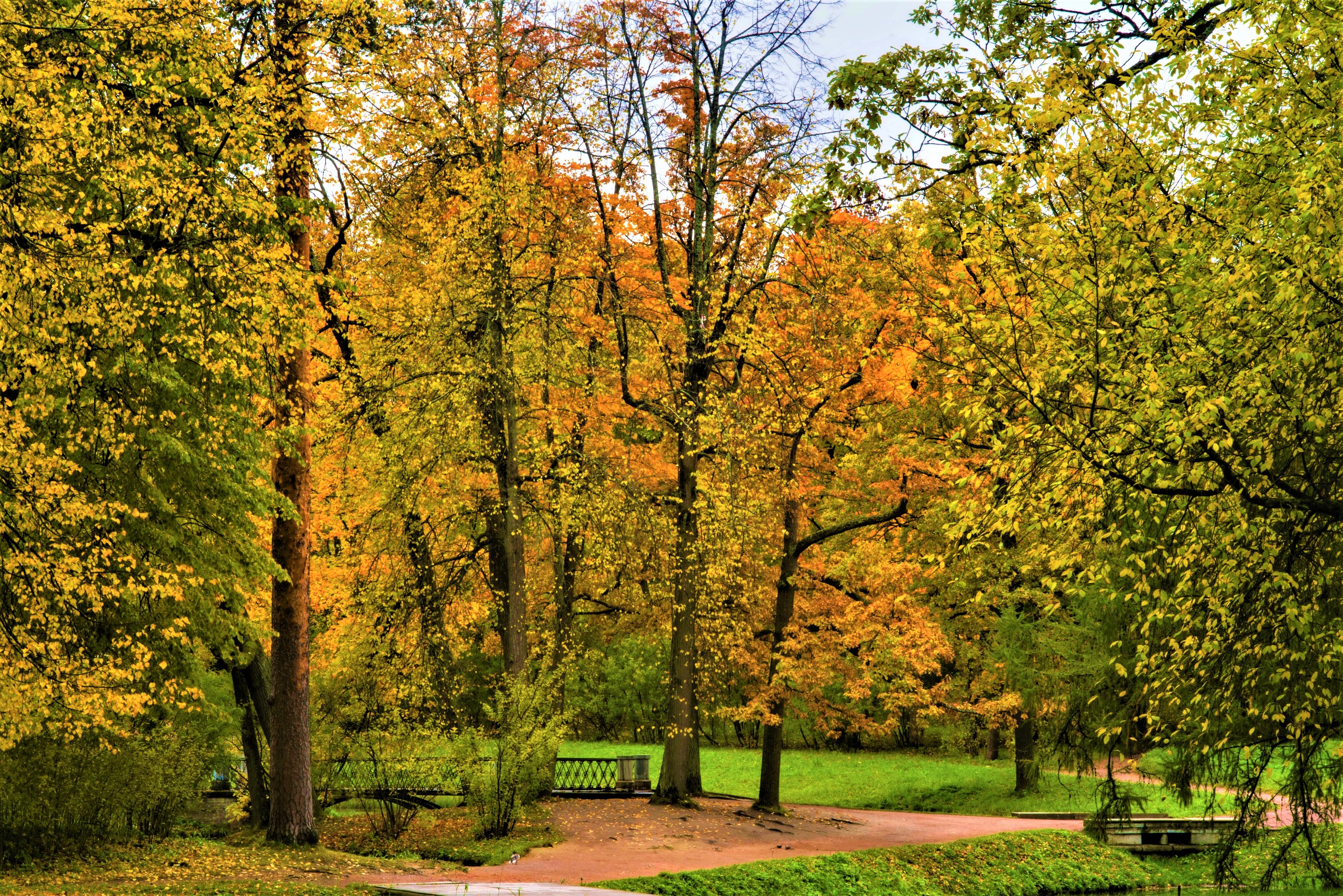 Download Bridge Fall Tree Photography Park HD Wallpaper