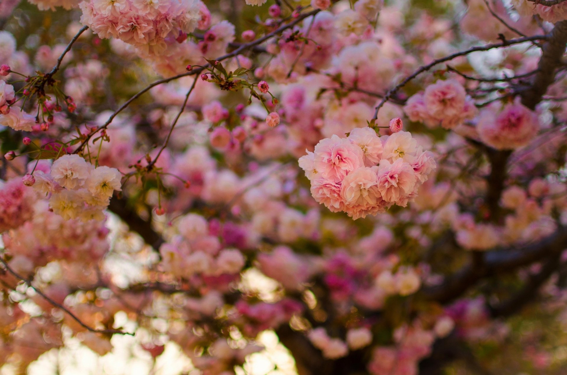 HD desktop wallpaper of springtime featuring blossoming pink flowers with a beautiful depth of field effect, showcasing nature's delicate details.