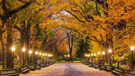 HD wallpaper of Central Park in New York during fall, showing a walkway lined with illuminated lamp posts and benches, surrounded by trees with vibrant autumn leaves.