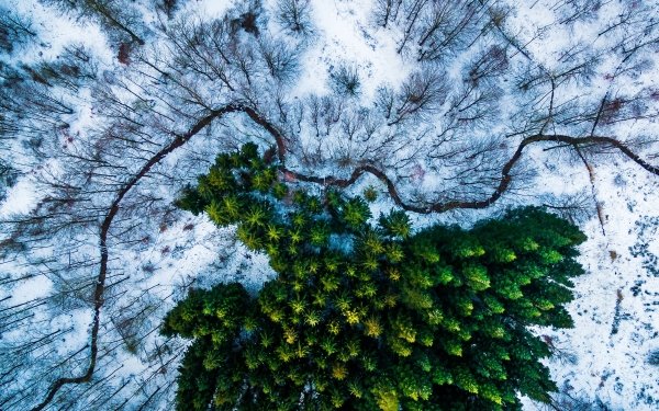 Nature Forest Green Winter Snow Aerial HD Wallpaper | Background Image