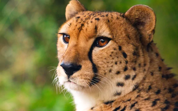 Animal cheetah HD Desktop Wallpaper | Background Image