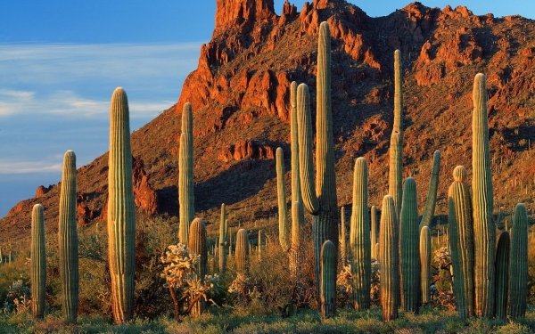 100+ Cactus HD Wallpapers | Background Images