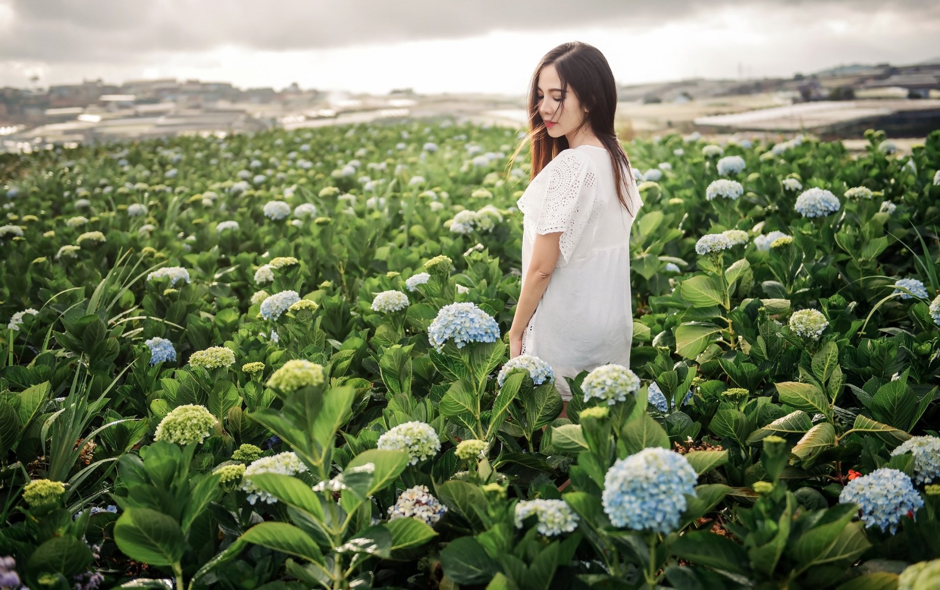 An Asian brunette woman in a white dress stands amidst a field of White Dwarf hydrangea flowers, captured with a soft depth of field in this HD desktop wallpaper.