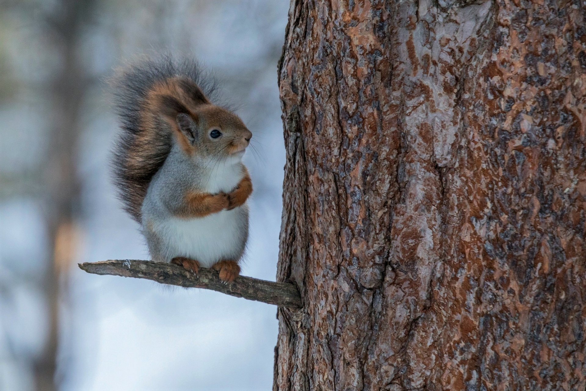 A cute squirrel perched on a snow-covered branch in a winter forest, captured in HD as a PC desktop wallpaper and background.