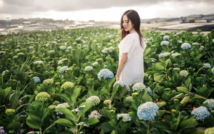 An Asian brunette woman in a white dress stands amidst a field of White Dwarf hydrangea flowers, captured with a soft depth of field in this HD desktop wallpaper.