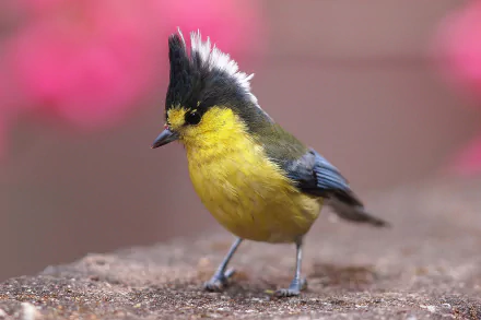 Close-up of a Taiwan yellow tit bird with a distinctive black and white crest, perched on a surface with a soft pink background, captured in HD for desktop wallpaper.