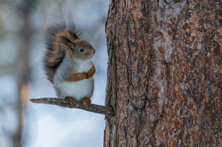  Squirrel in Cute Position