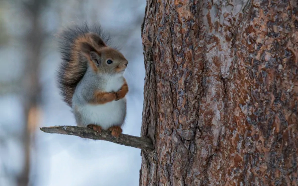  Squirrel in Cute Position