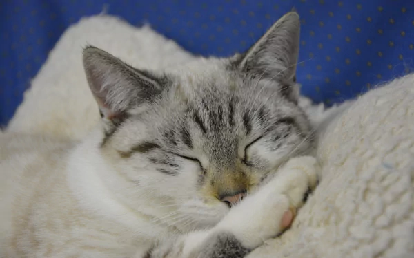 A sleeping cat nestled on a cozy blanket, captured in a 4K Ultra HD PC desktop wallpaper and background.