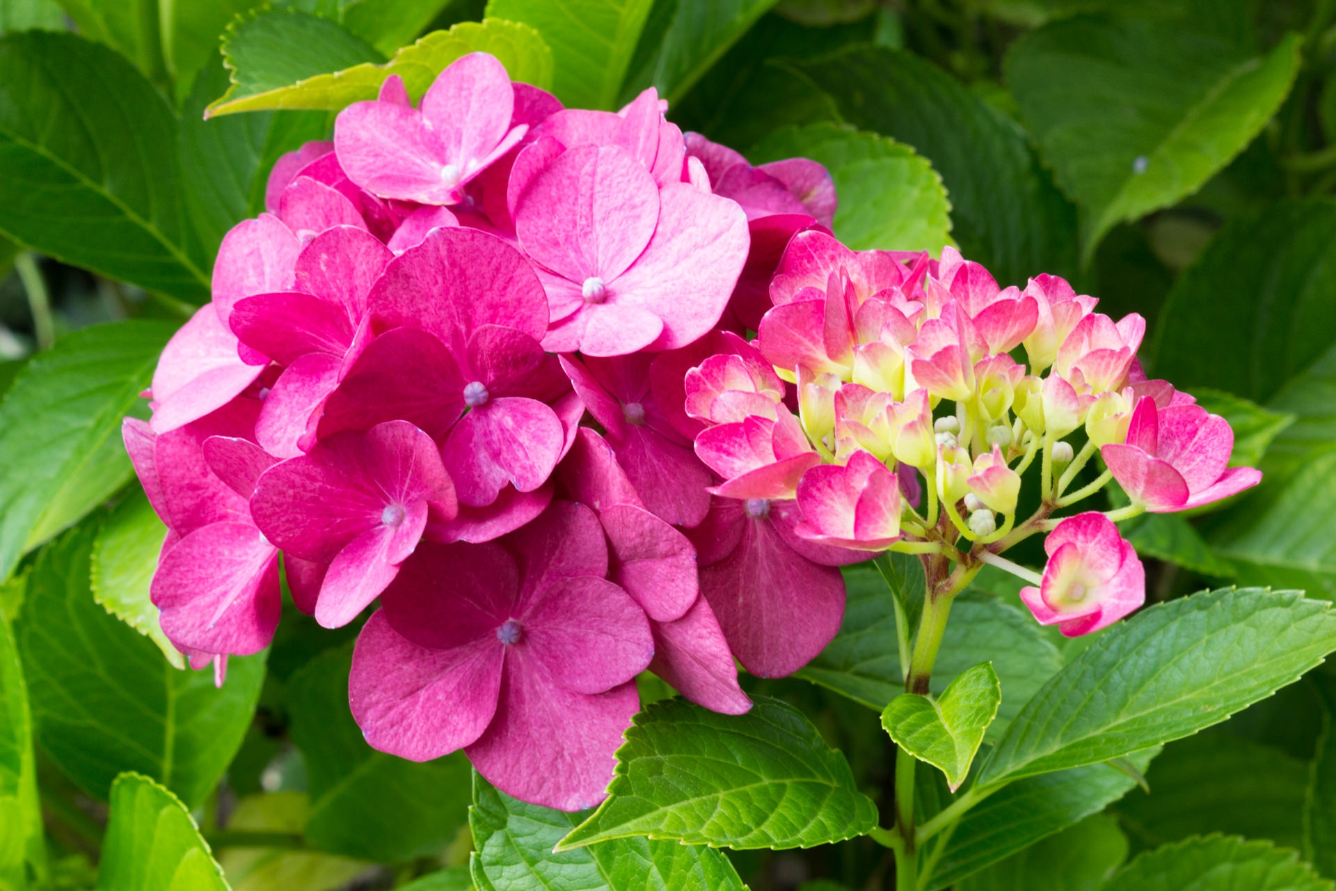 Pink Hydrangea Plant by Arnold Unterholzner