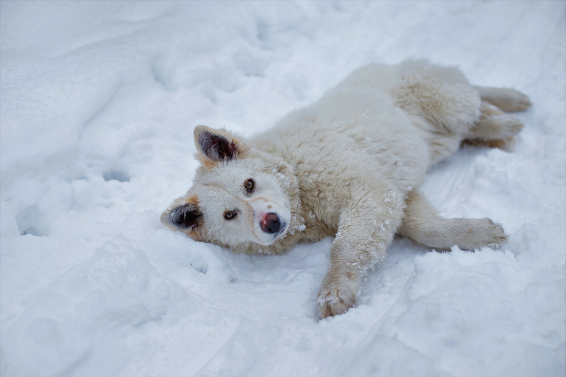 Pretty Dog Lying in the Snow
