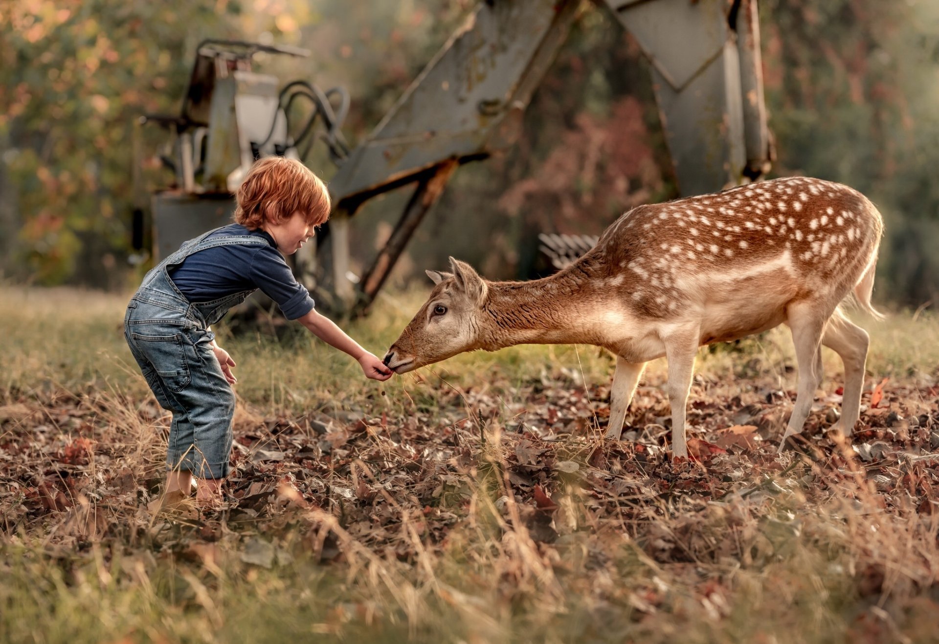 A little boy gently feeding a deer in a natural setting, captured in high-definition photography as a serene PC desktop wallpaper and background.