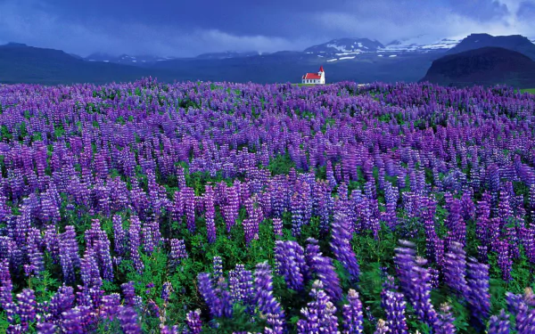  Little Chapel in Lupine Field
