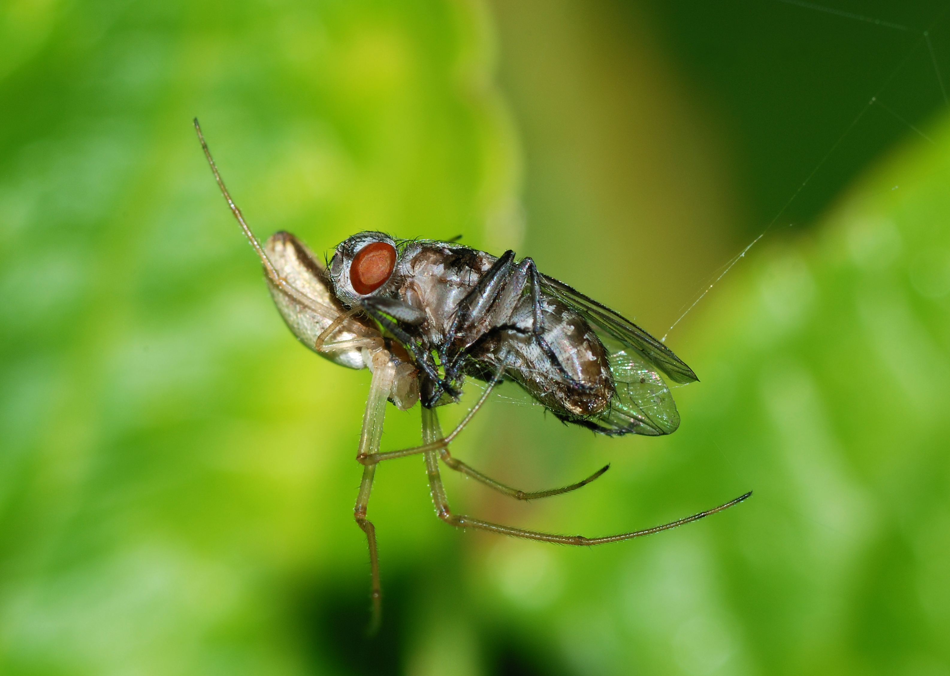 Longjawed Orbweaver (Tetragnatha Species) feeding on a fly by Alvesgaspar