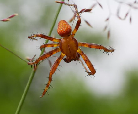  Strawberry Spider (Araneus alsine) by Andreas Eichler
