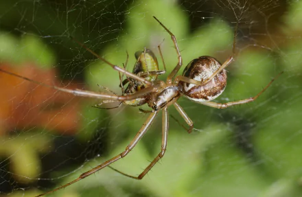  Common Hammock-weaver (Linyphia Triangularis) by Andreas Eichler