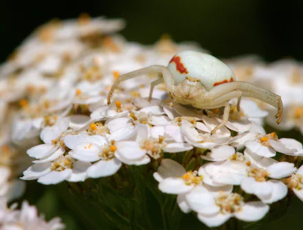  Goldenrod Crab Spider (Misumena vatia) on an Yarrow (Achillea millefolium) by Luc Viatour