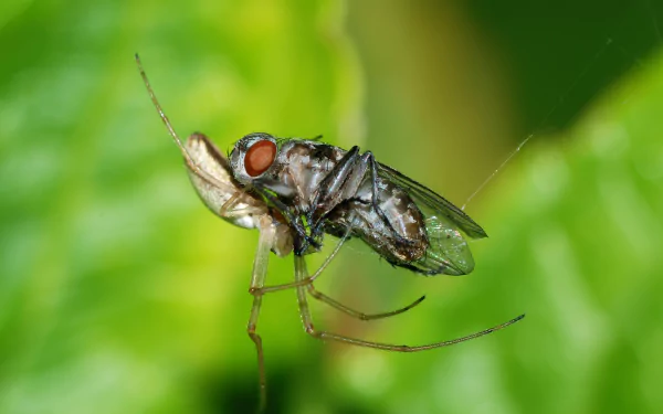  Longjawed Orbweaver (Tetragnatha Species) feeding on a fly by Alvesgaspar