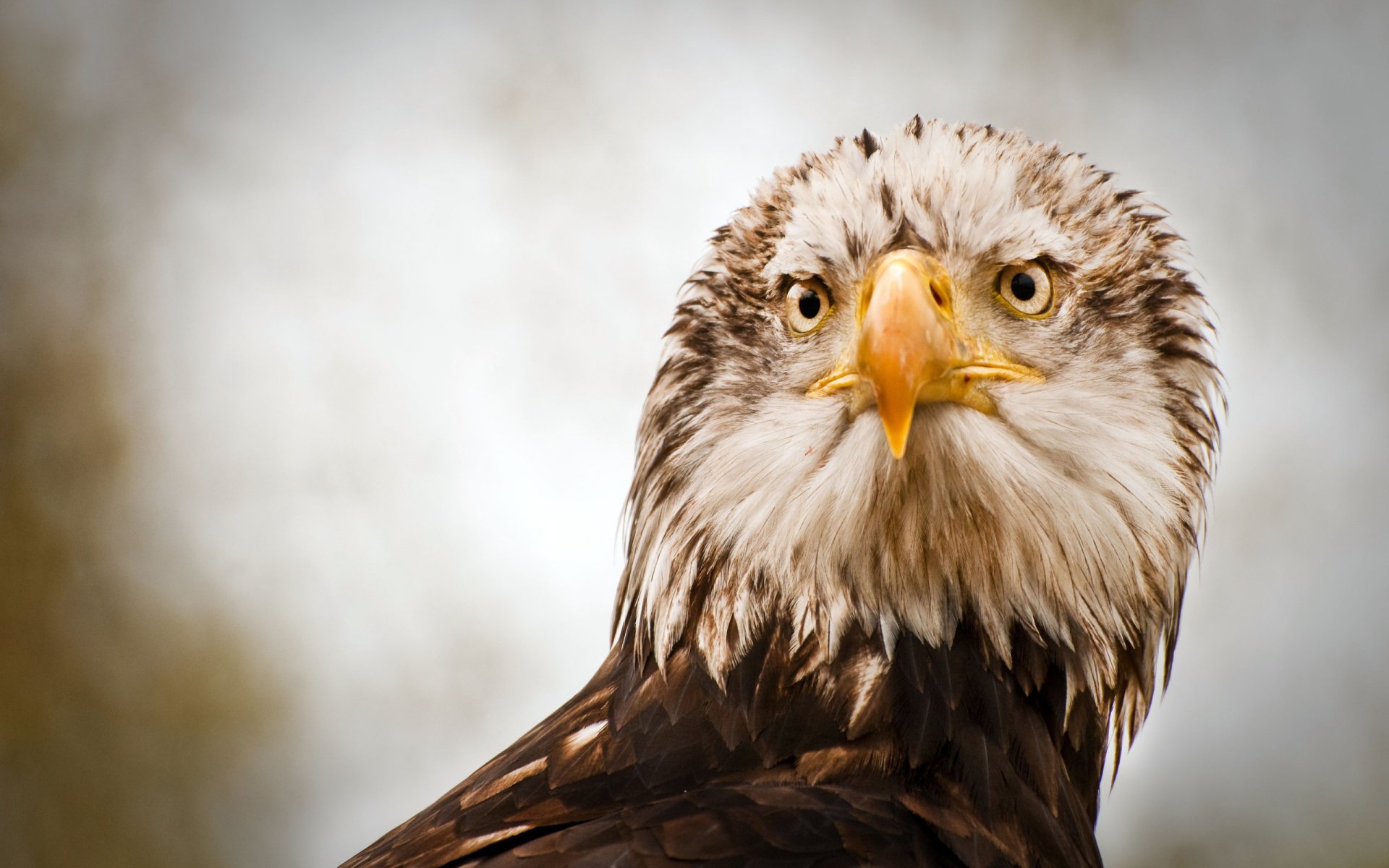 2K Quad HD PC desktop wallpaper: close-up of a bald eagle with intense gaze and textured feathers. Tags: bird, Animal, eagle.