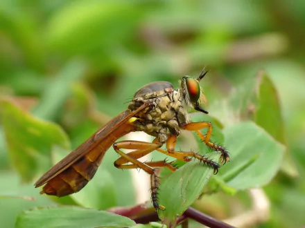  Robber Fly (Asilidae species) by Jee &amp; Rani Nature Photography