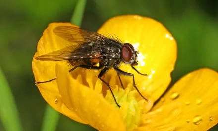  Thricops semicinereus on Ranunculus acris by Richard Bartz