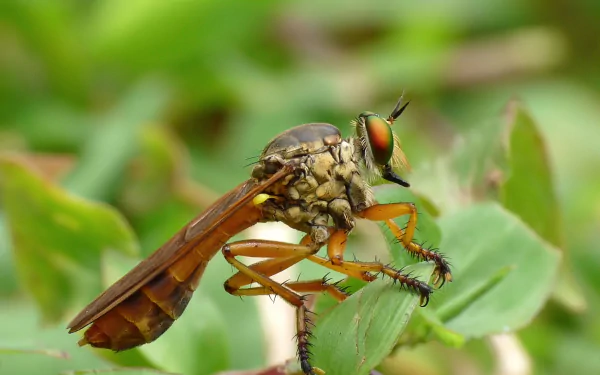  Robber Fly (Asilidae species) by Jee &amp; Rani Nature Photography