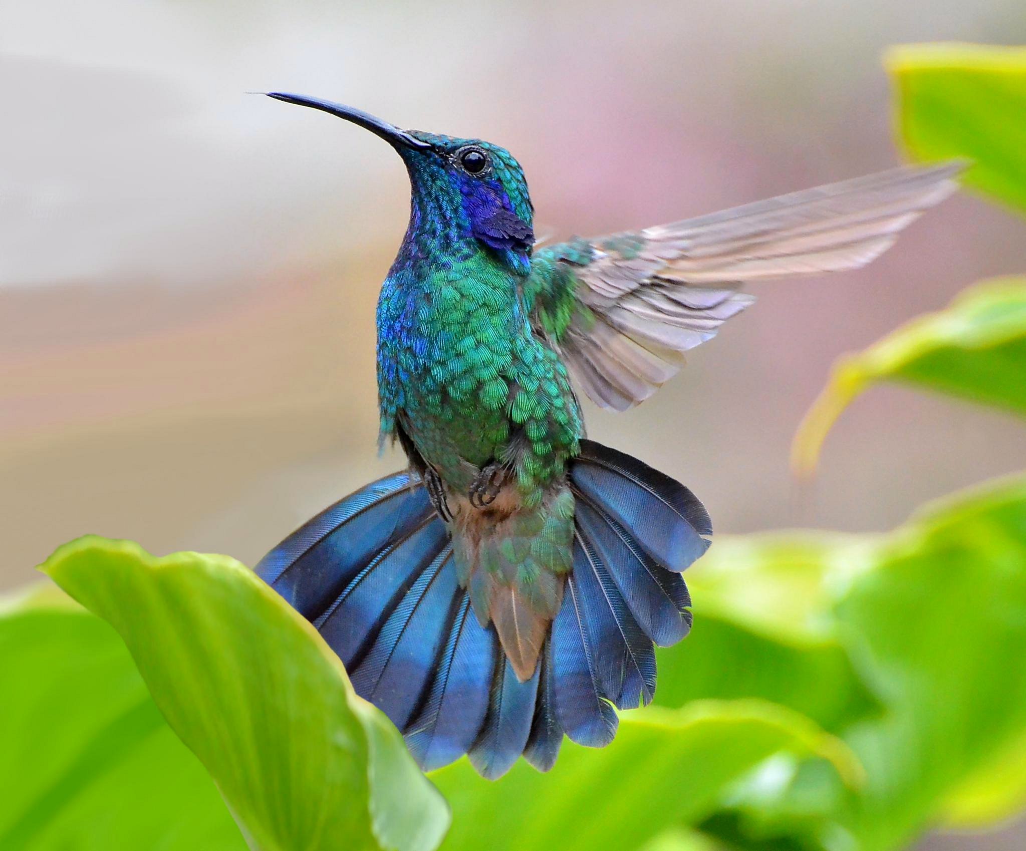 Animal Hummingbird HD Wallpaper