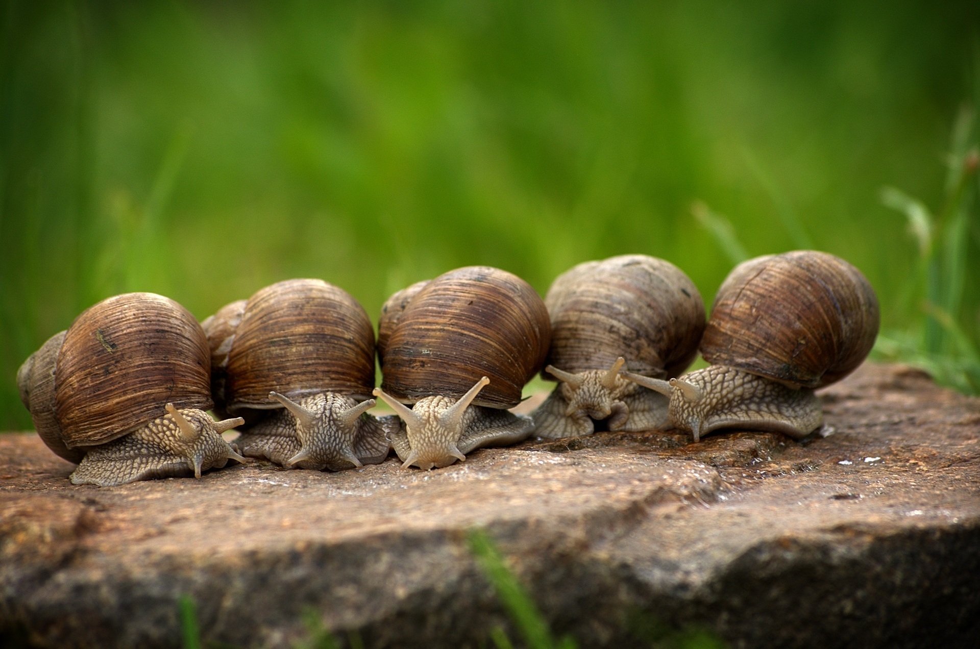 Download Mollusc Animal Snail HD Wallpaper by cablemarder