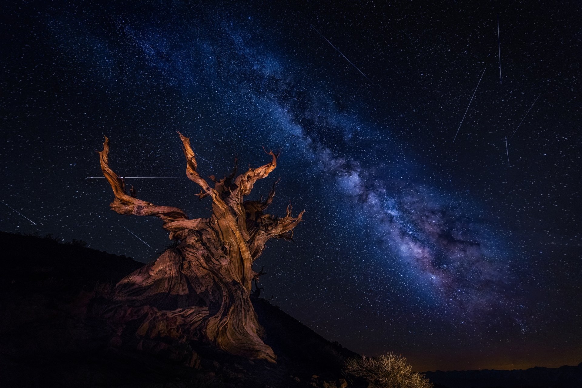 A twisted tree under a starry sky with the Milky Way in the background, beautifully merging nature and Sci-Fi elements in this HD desktop wallpaper and background.