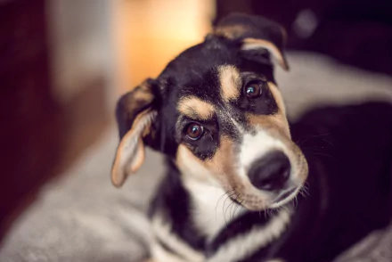 muzzle Animal dog HD Desktop Wallpaper | Background Image