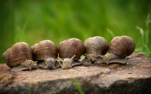  Molluscs on a Rock by cablemarder